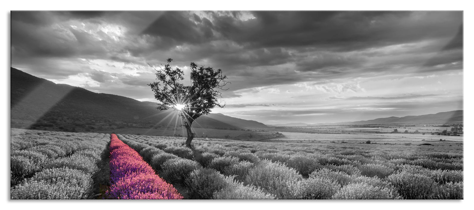 Pixxprint Lavendelfeld mit Baum, Glasbild Panorama