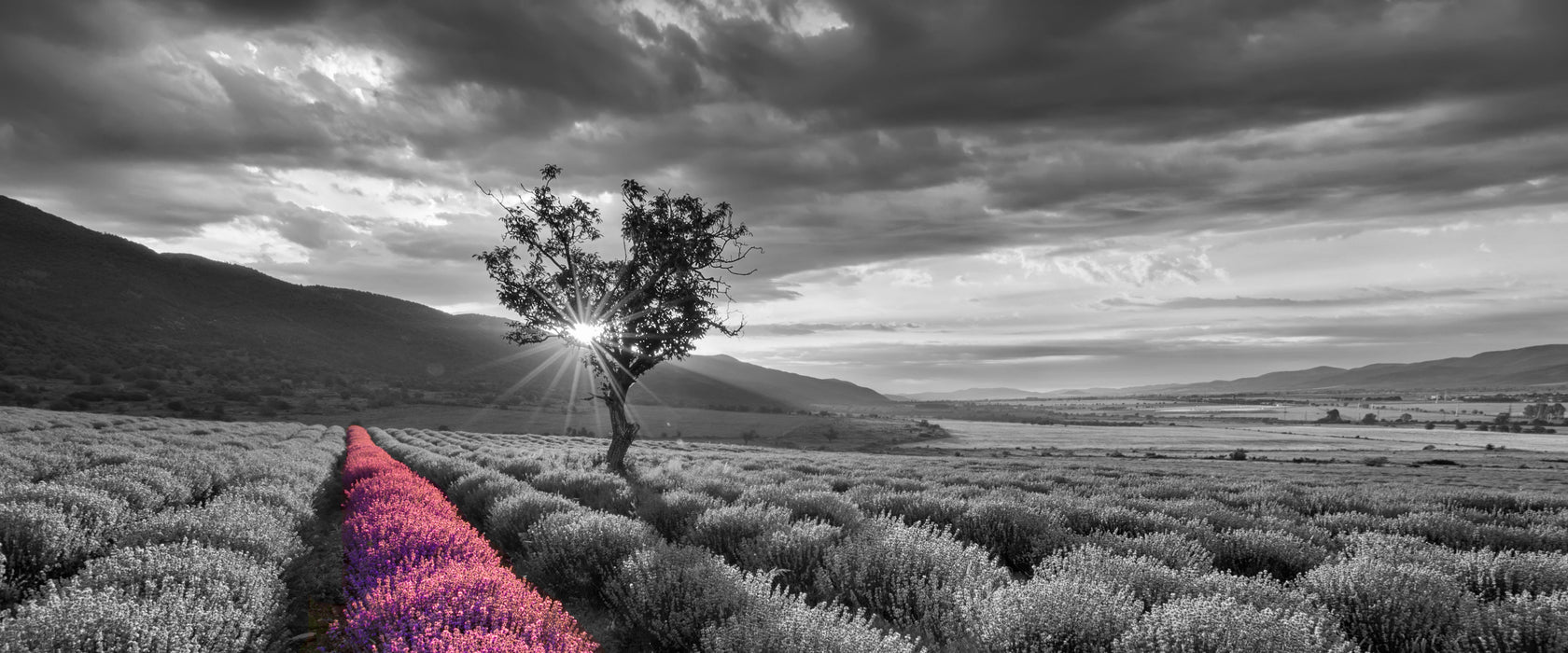 Lavendelfeld mit Baum, Glasbild Panorama