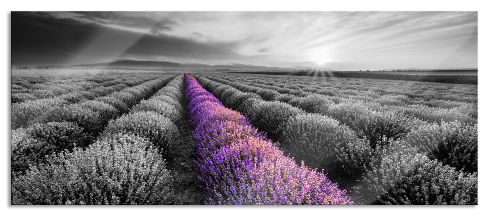 Pixxprint Lavendelfeld in der Provence, Glasbild Panorama