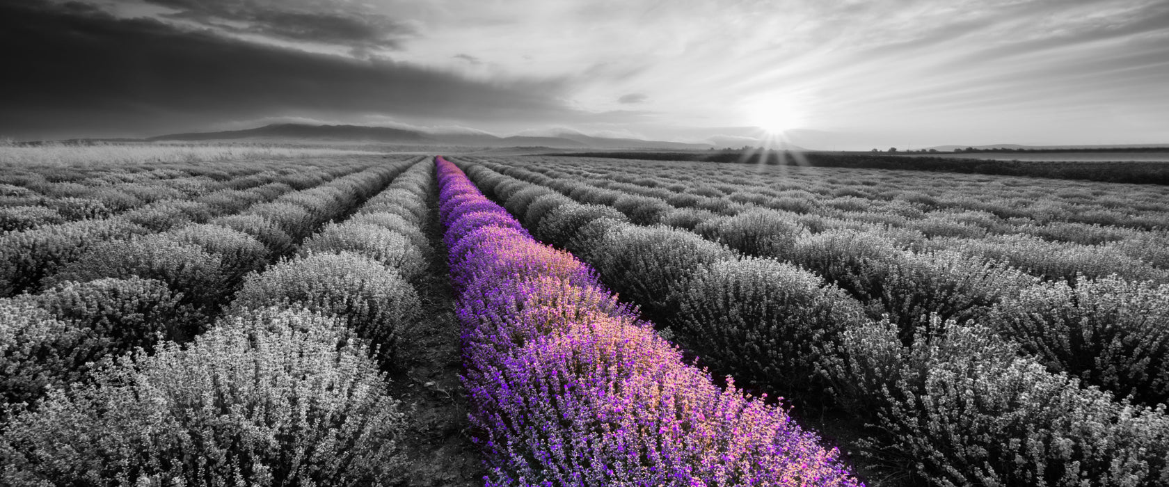 Lavendelfeld in der Provence, Glasbild Panorama