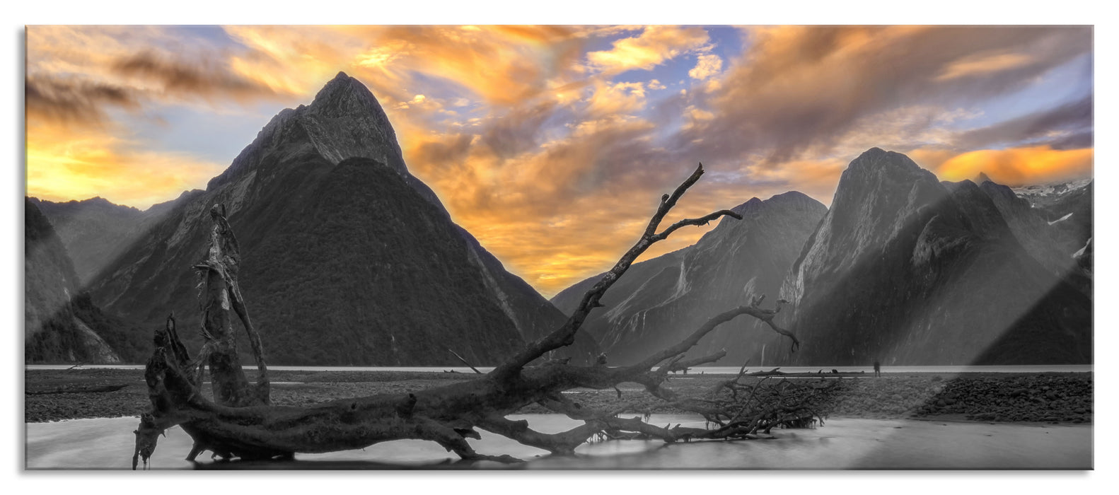 Pixxprint entwurzelter Baum, Glasbild Panorama