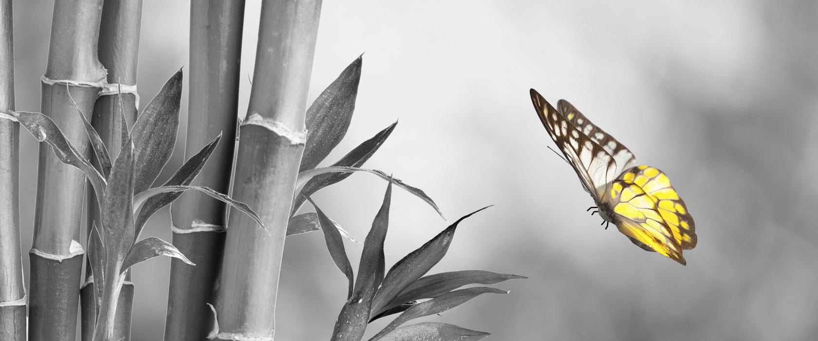 schöner Schmetterling vor Bambus, Glasbild Panorama