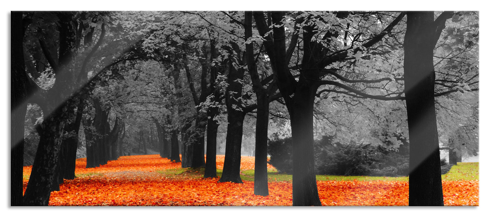 Pixxprint schöner Waldweg im Herbst, Glasbild Panorama