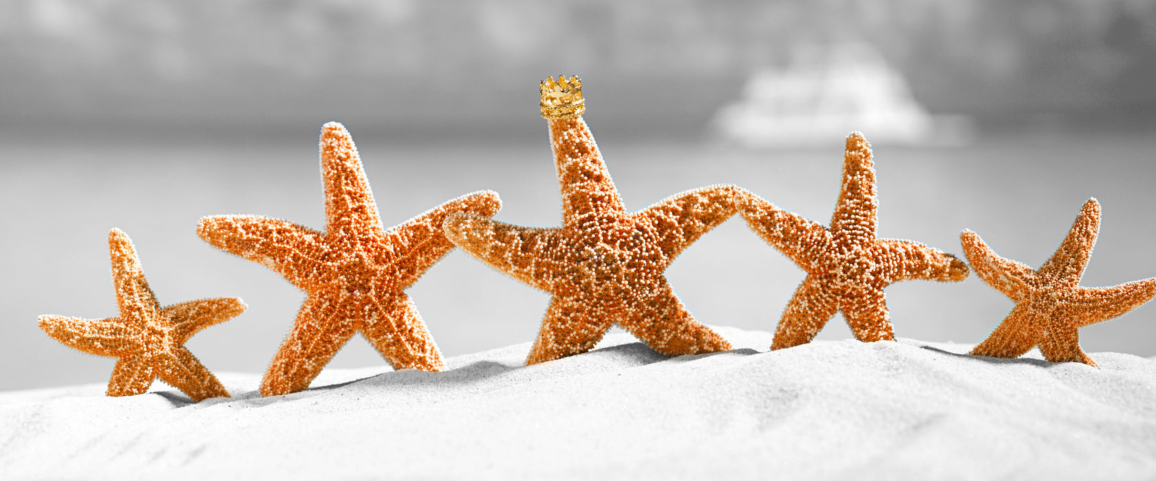 Seesterne am Strand, Glasbild Panorama