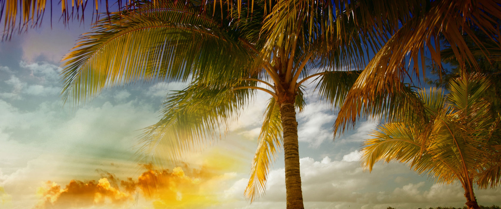 Liegestühle Strand Palmen, Glasbild Panorama