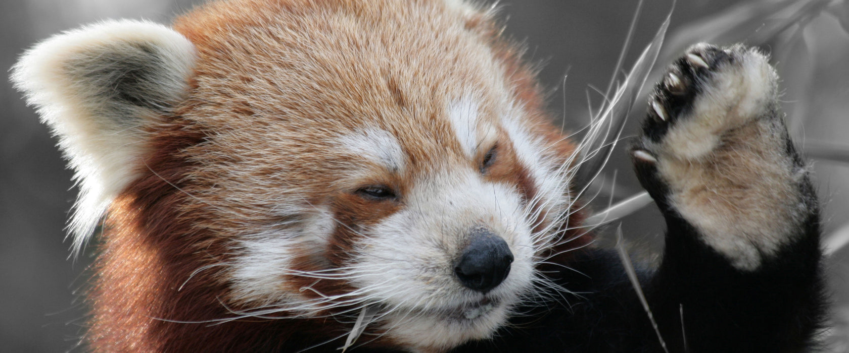 süßer Panda sagt Hallo, Glasbild Panorama