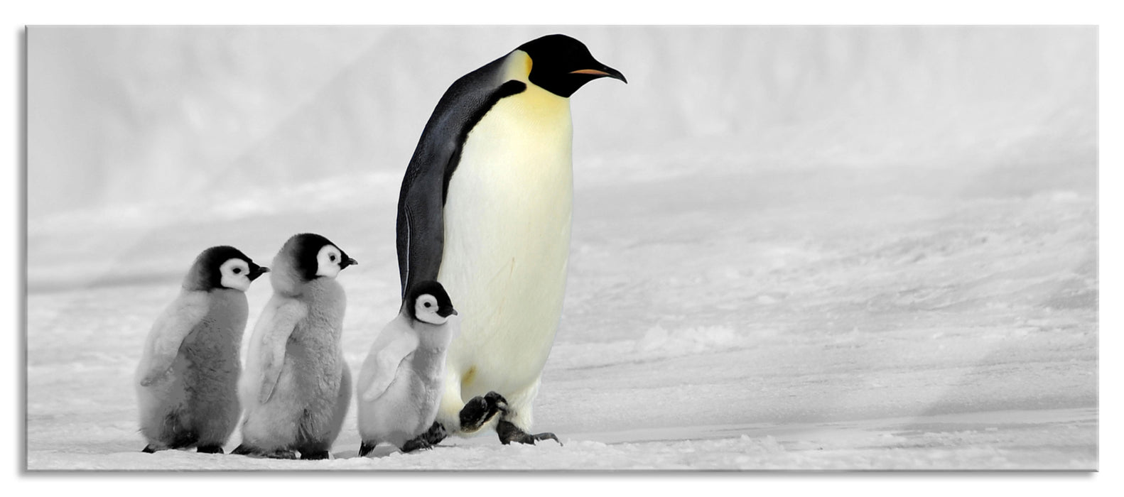 Pixxprint 4 Kaiserpinguine im Schnee, Glasbild Panorama
