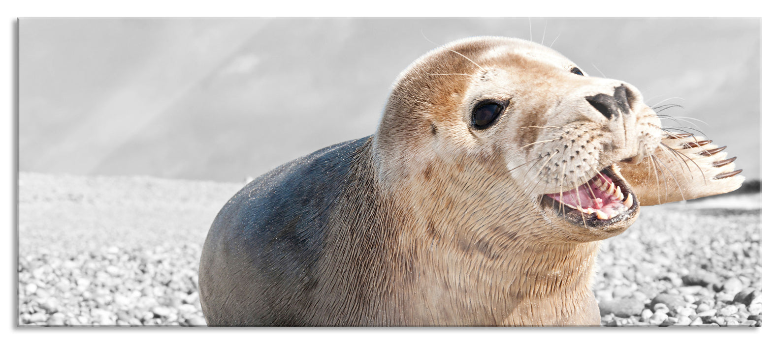 Pixxprint Babyrobbe am Strand, Glasbild Panorama