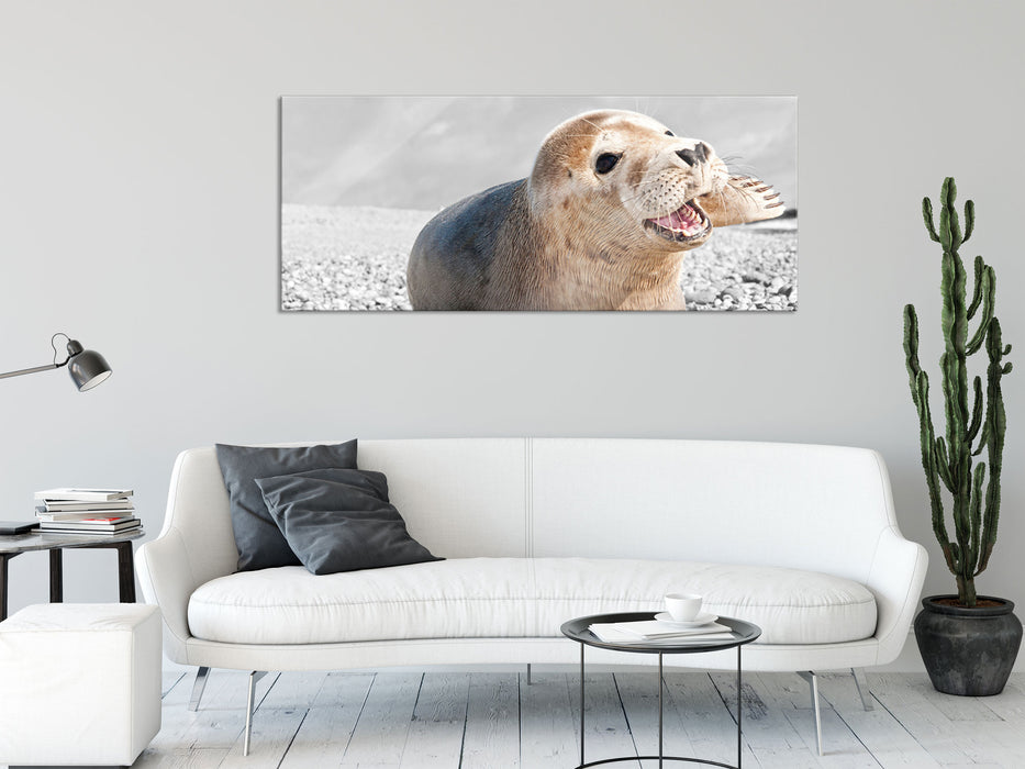 Babyrobbe am Strand, Glasbild Panorama