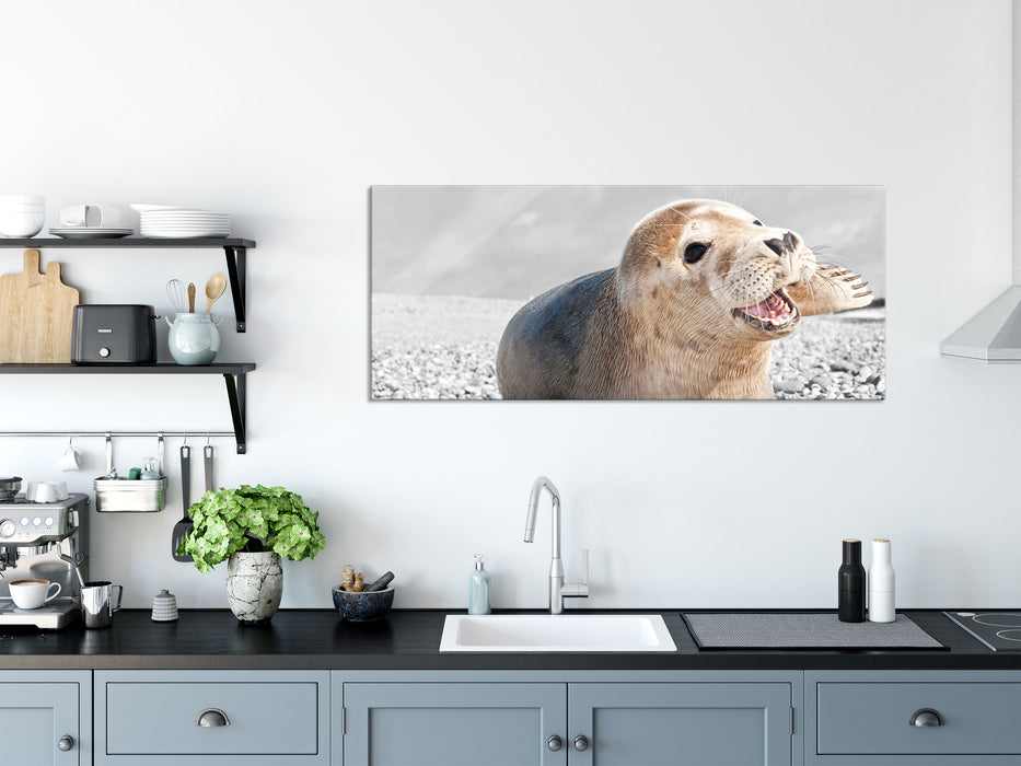 Babyrobbe am Strand, Glasbild Panorama