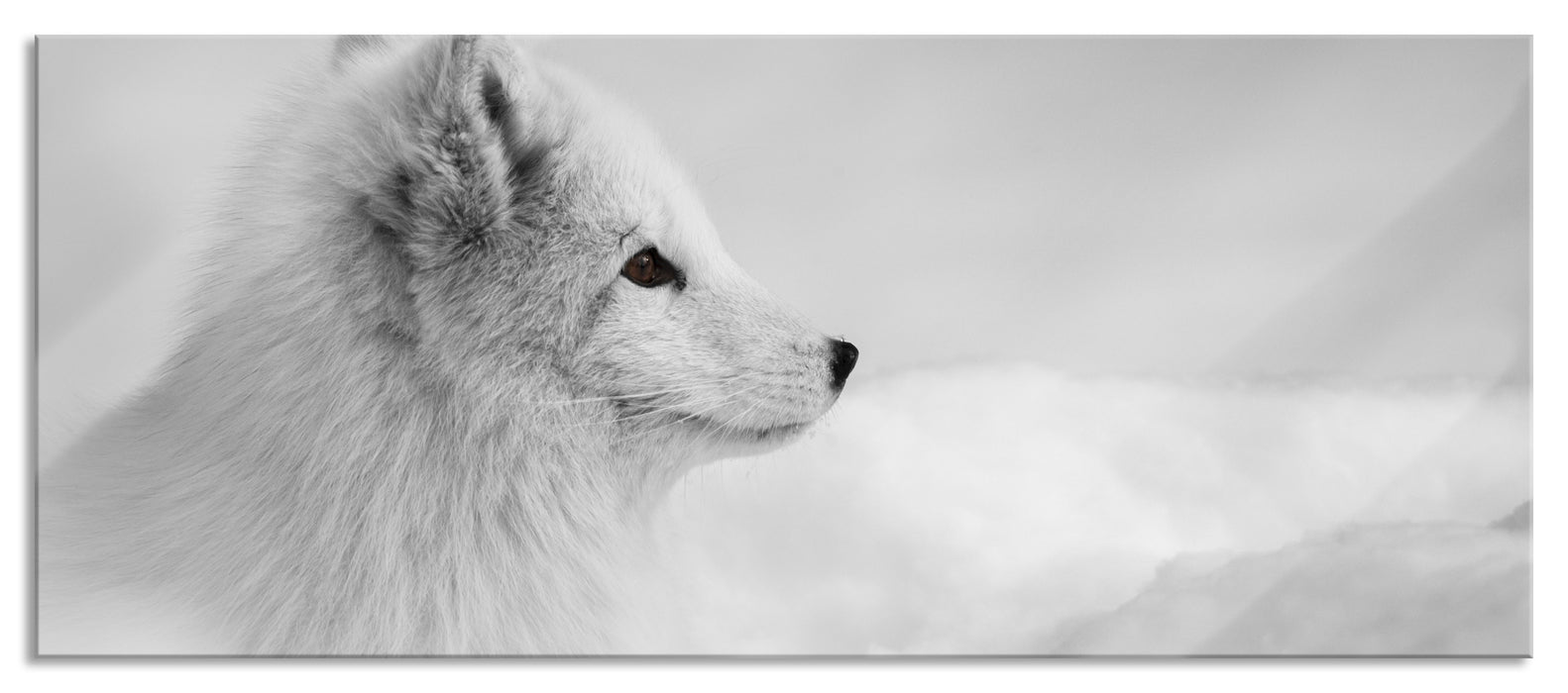 Pixxprint Anmutiger Polarfuchs im Schnee, Glasbild Panorama