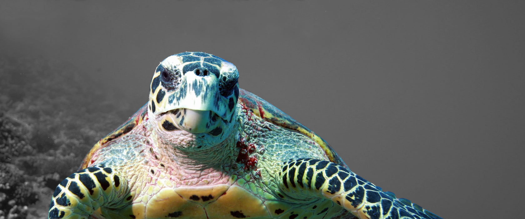 Schildkröte Korallenriff, Glasbild Panorama