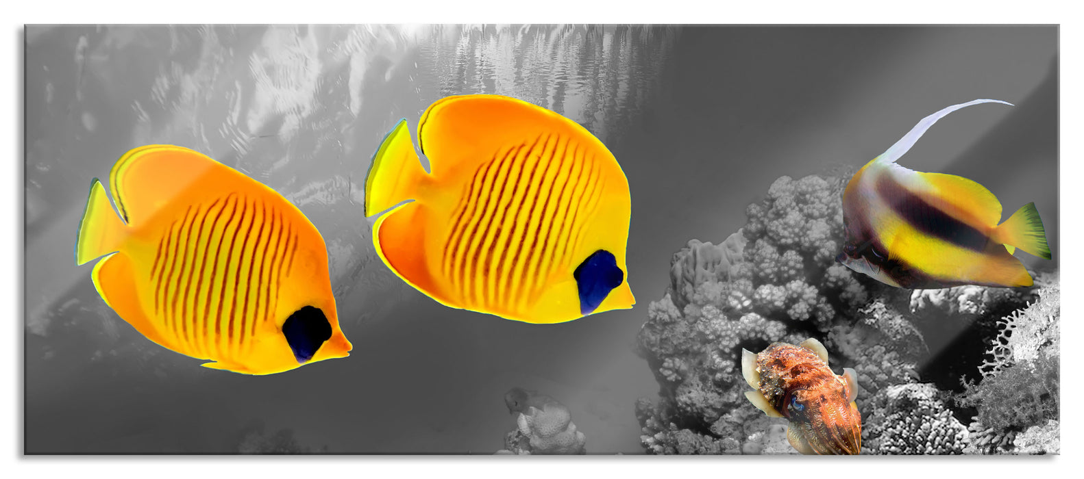 Pixxprint Fische über Korallenriff, Glasbild Panorama