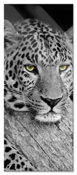 Pixxprint ruhender Leopard, Glasbild Panorama