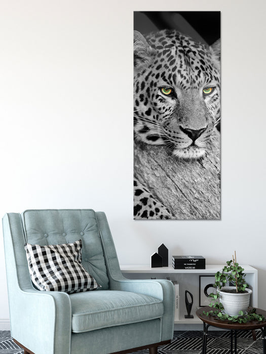 ruhender Leopard, Glasbild Panorama