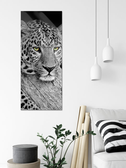 ruhender Leopard, Glasbild Panorama