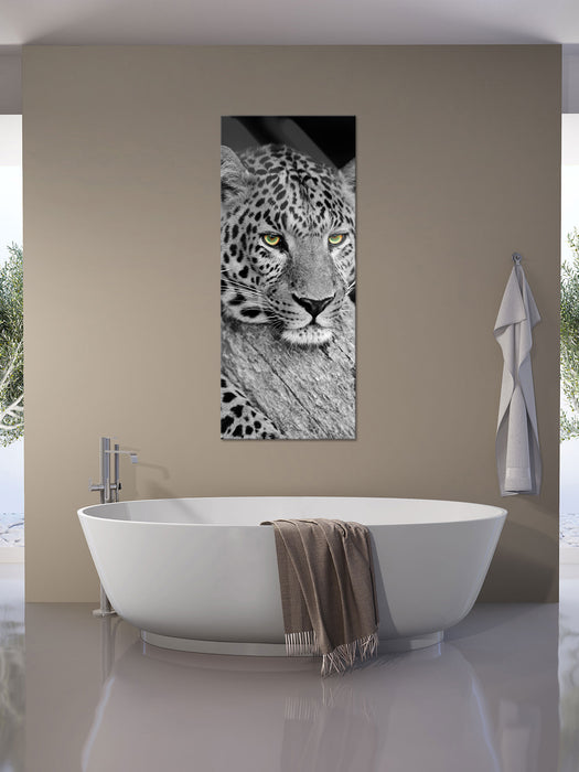 ruhender Leopard, Glasbild Panorama