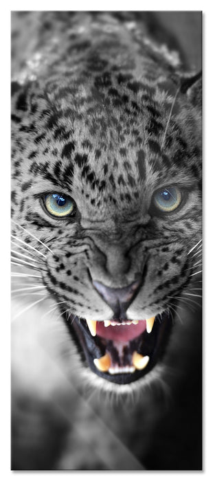 Pixxprint schöner fauchender Leopard, Glasbild Panorama