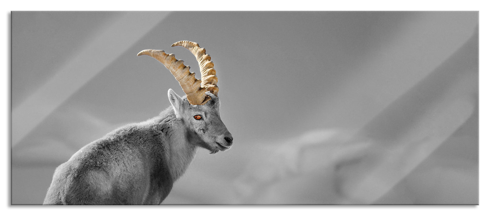 Pixxprint schöner Steinbock im Schnee, Glasbild Panorama