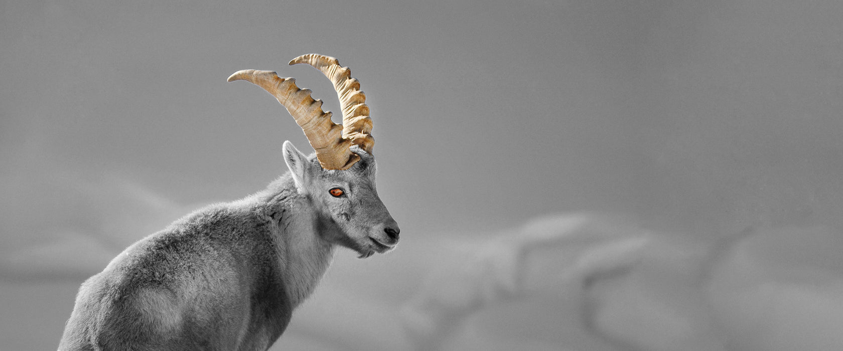 schöner Steinbock im Schnee, Glasbild Panorama