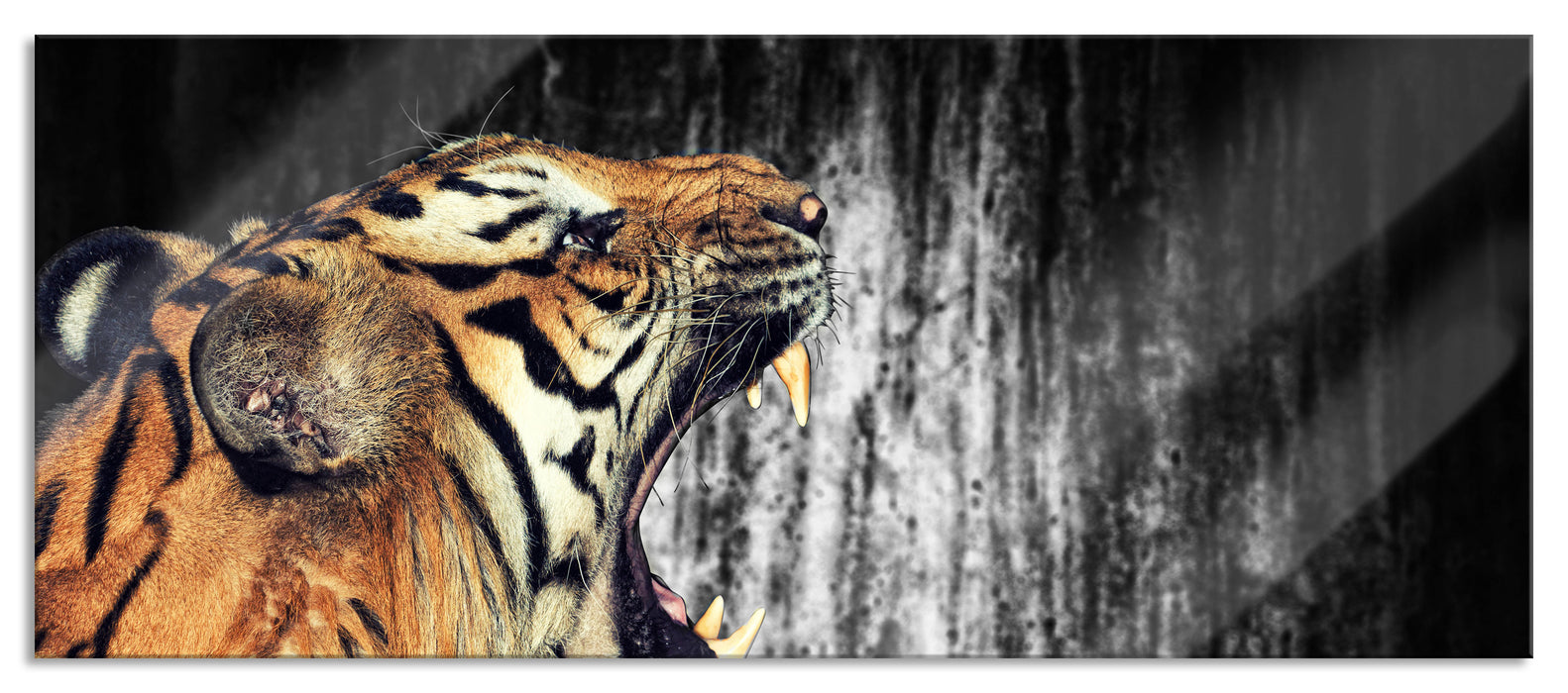 Pixxprint gähnender Tiger, Glasbild Panorama