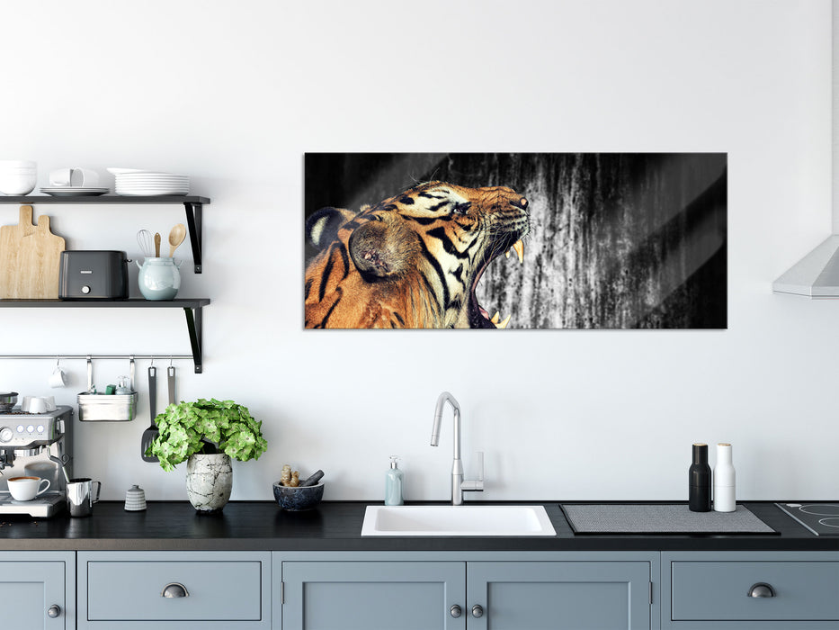 gähnender Tiger, Glasbild Panorama