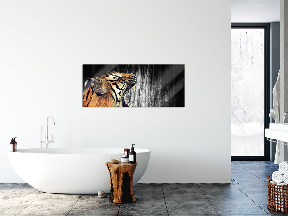 gähnender Tiger, Glasbild Panorama