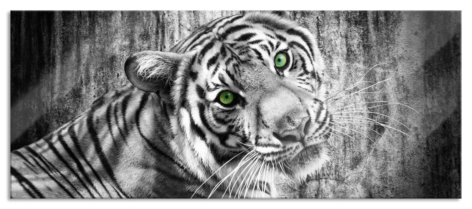 Pixxprint schöner neugieriger Tiger, Glasbild Panorama