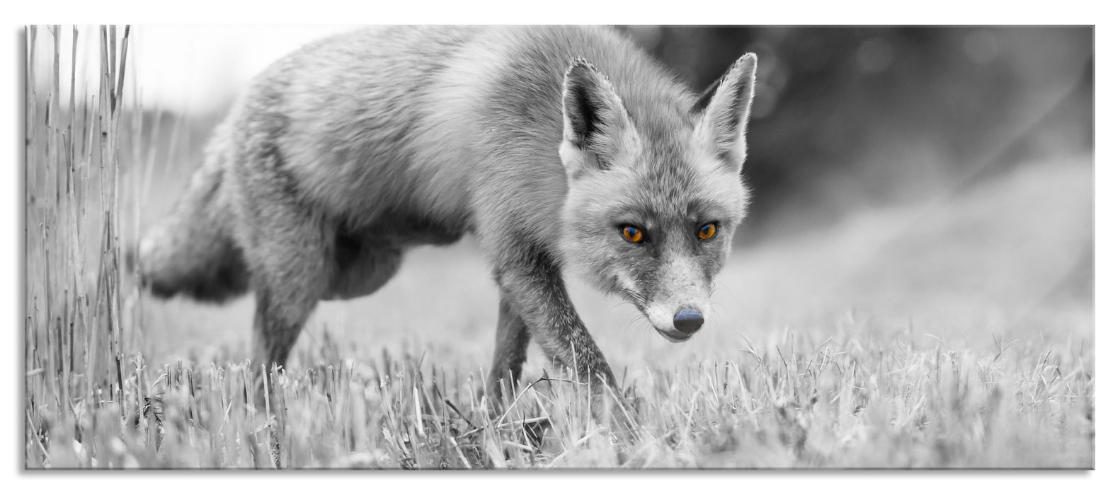 Pixxprint wunderschöner Fuchs, Glasbild Panorama