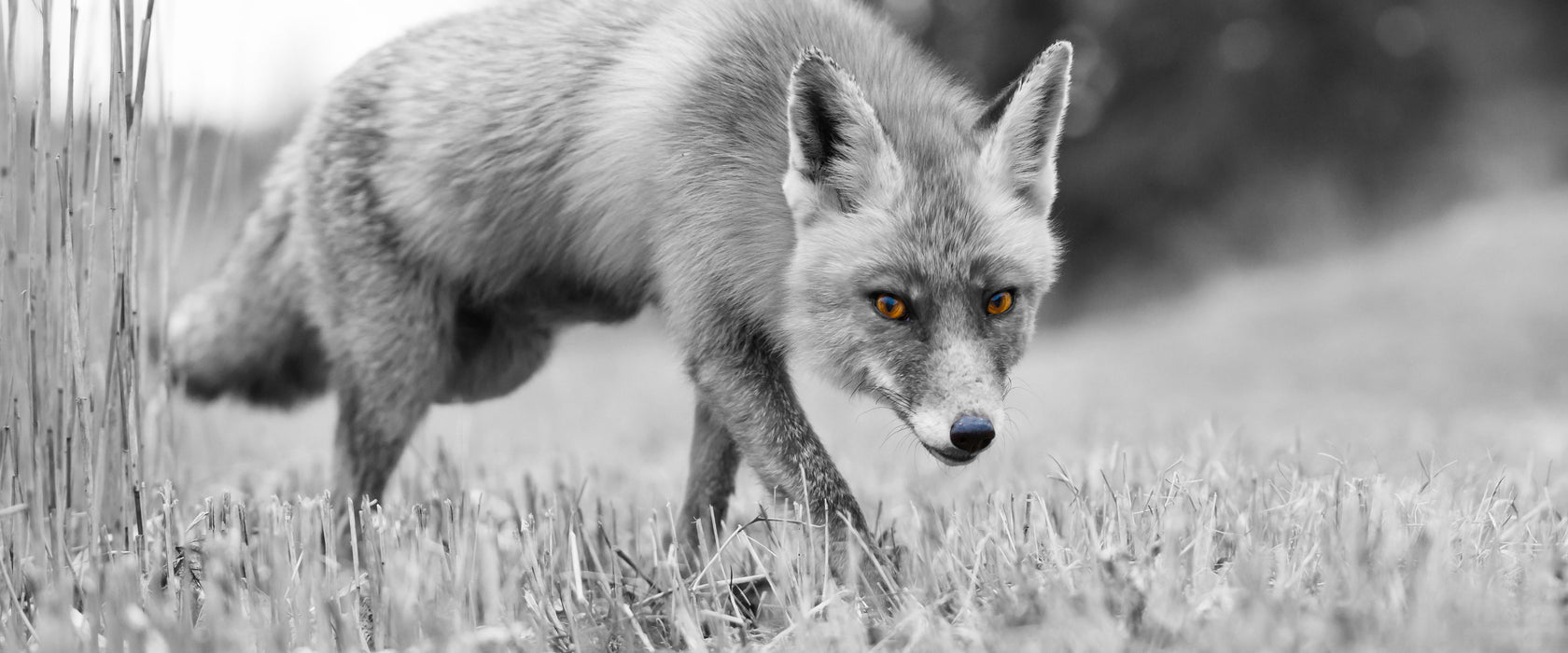 wunderschöner Fuchs, Glasbild Panorama