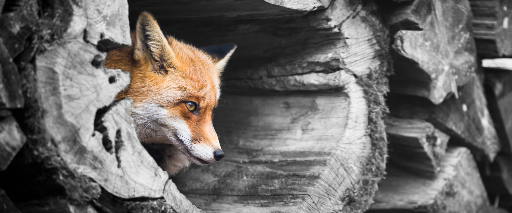 schöner Fuchs im Baumstamm, Glasbild Panorama