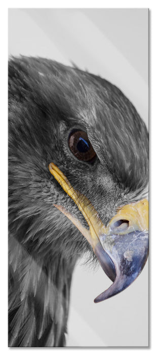 Pixxprint wunderschöner Adler im Portrait, Glasbild Panorama