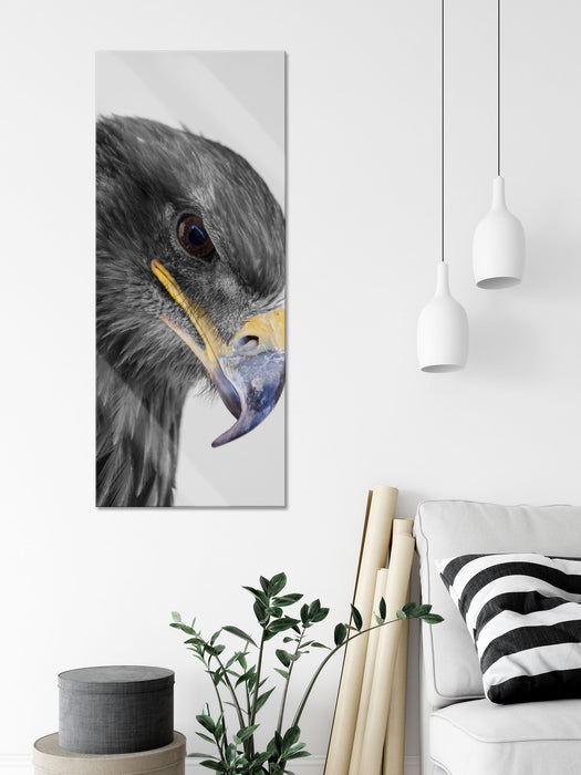 wunderschöner Adler im Portrait, Glasbild Panorama