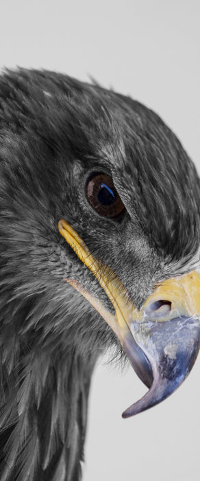 wunderschöner Adler im Portrait, Glasbild Panorama