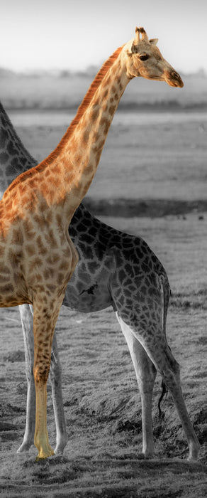 schöne Giraffen in der Steppe, Glasbild Panorama