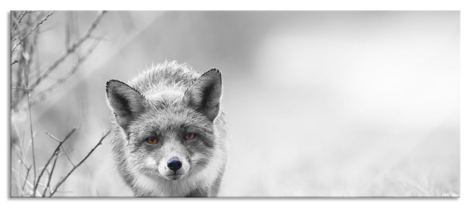 Pixxprint hübscher schleichender Fuchs, Glasbild Panorama