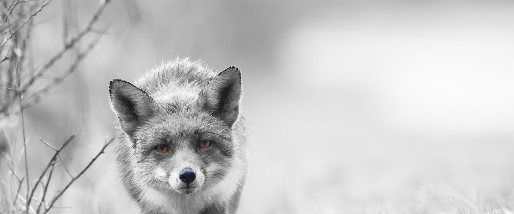 hübscher schleichender Fuchs, Glasbild Panorama