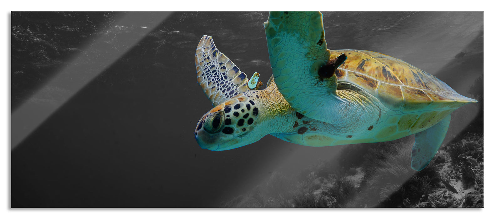 Pixxprint Schildkröte über dem Riff, Glasbild Panorama