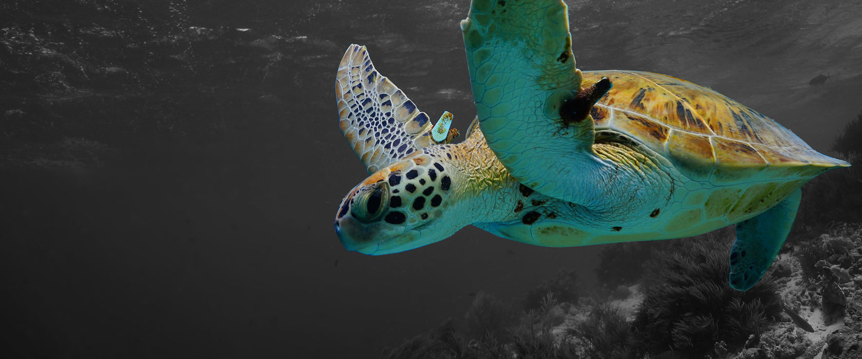 Schildkröte über dem Riff, Glasbild Panorama