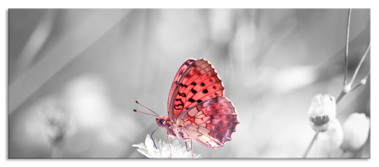 Pixxprint Schmetterling auf Blüte, Glasbild Panorama