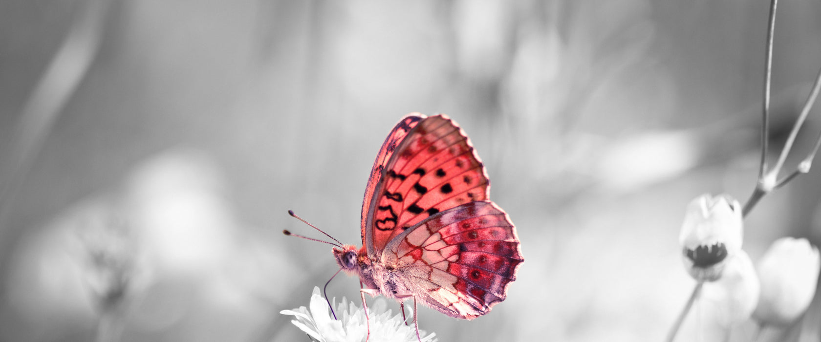 Schmetterling auf Blüte, Glasbild Panorama