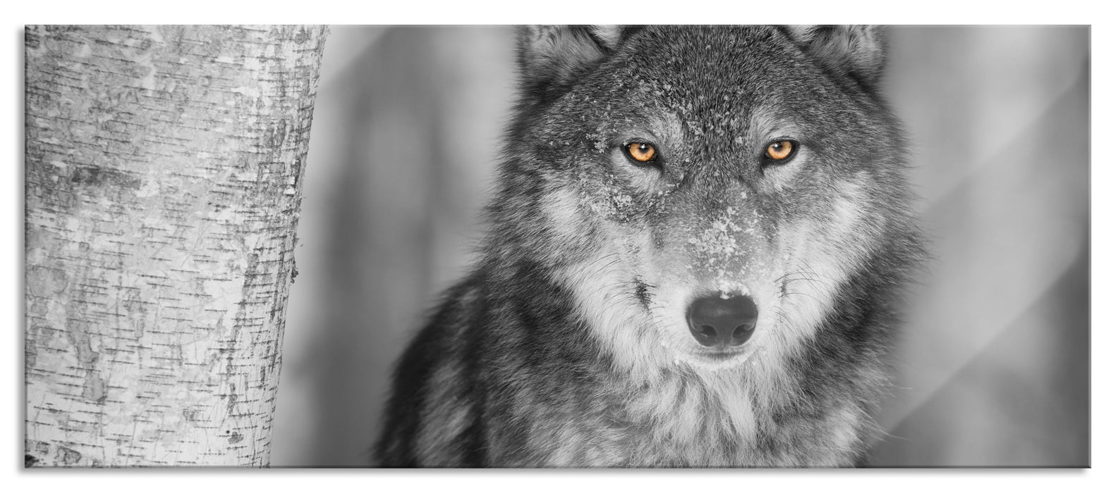 Pixxprint wunderschöner wachsamer Wolf, Glasbild Panorama