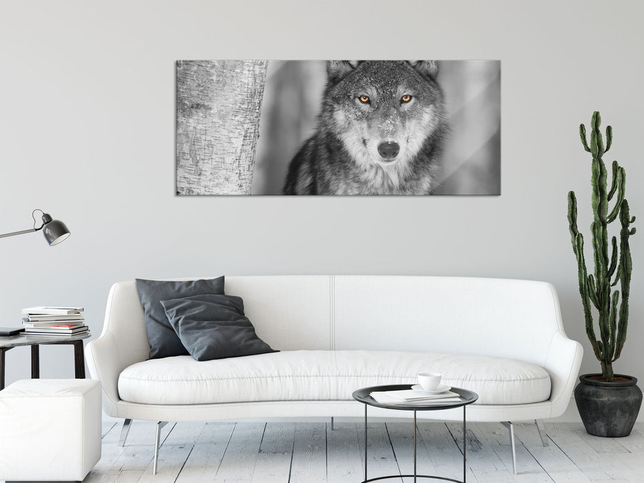 wunderschöner wachsamer Wolf, Glasbild Panorama