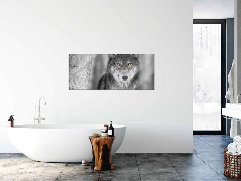 wunderschöner wachsamer Wolf, Glasbild Panorama