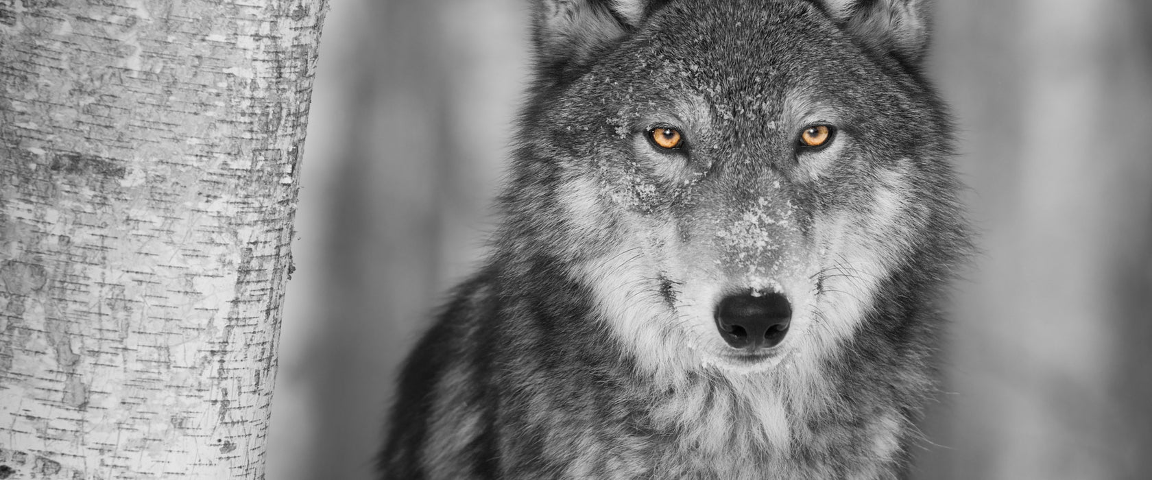 wunderschöner wachsamer Wolf, Glasbild Panorama