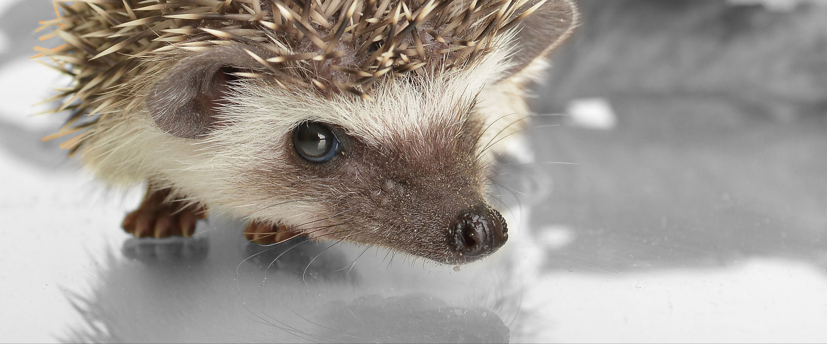 kleiner süßer Igel, Glasbild Panorama