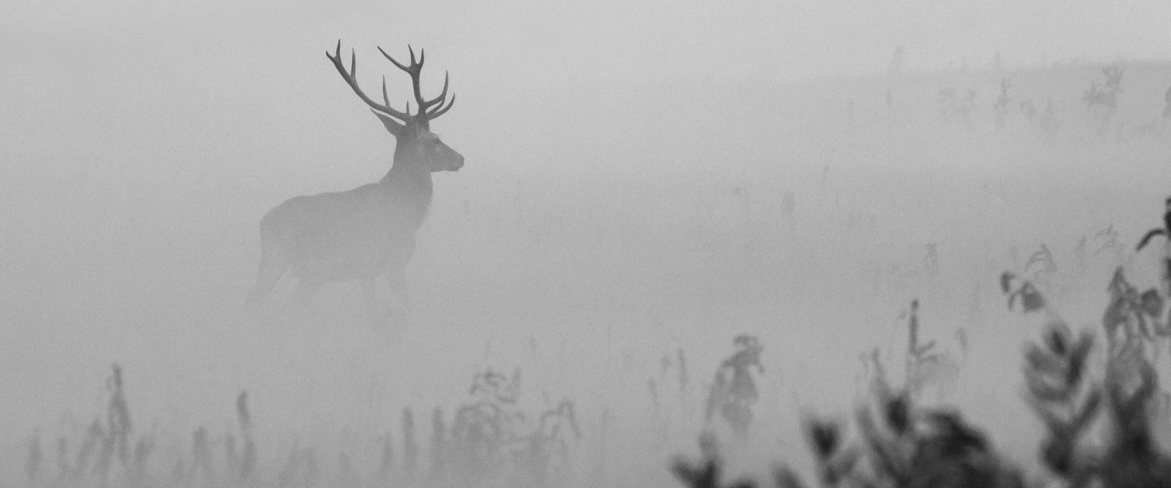 Hirsch im Nebel, Glasbild Panorama