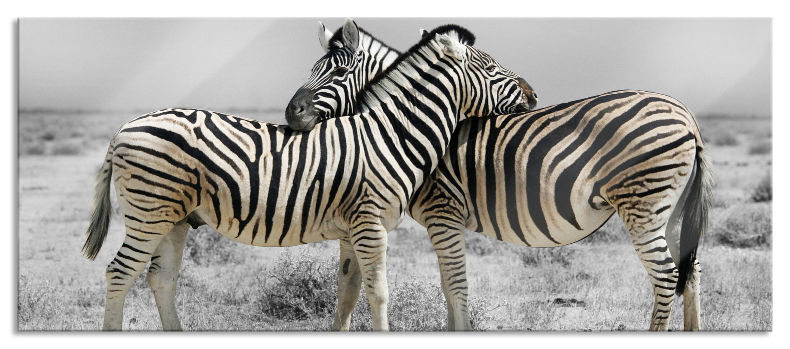 Pixxprint Zebras in der Savanne, Glasbild Panorama