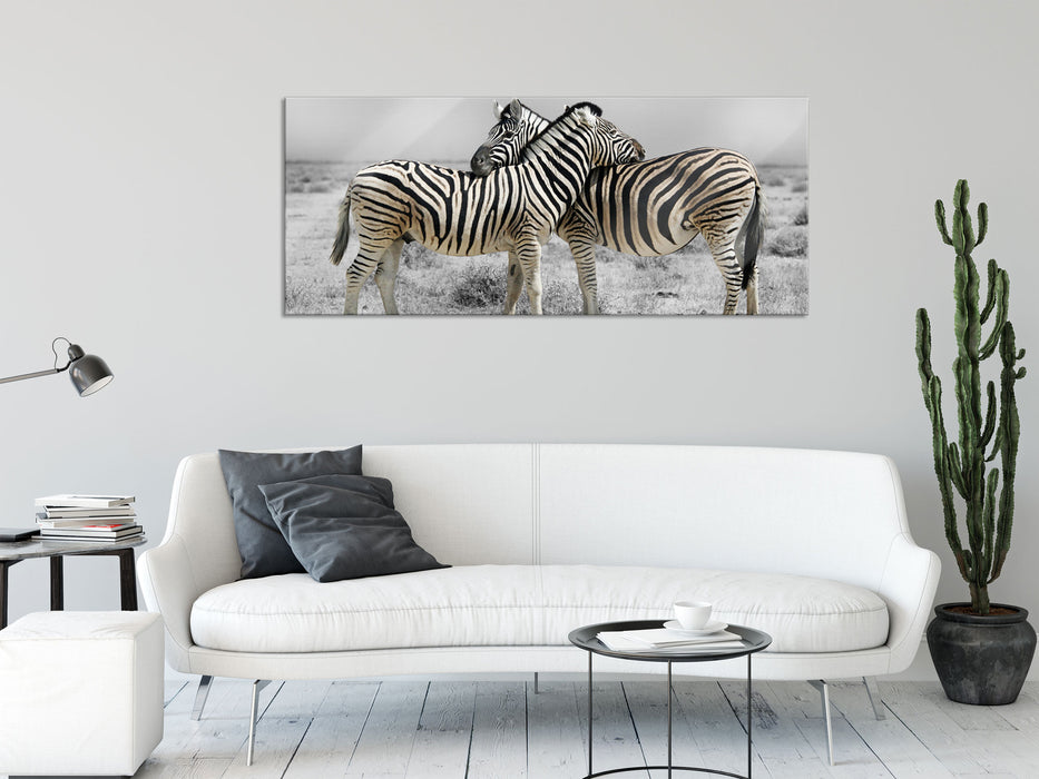 Zebras in der Savanne, Glasbild Panorama