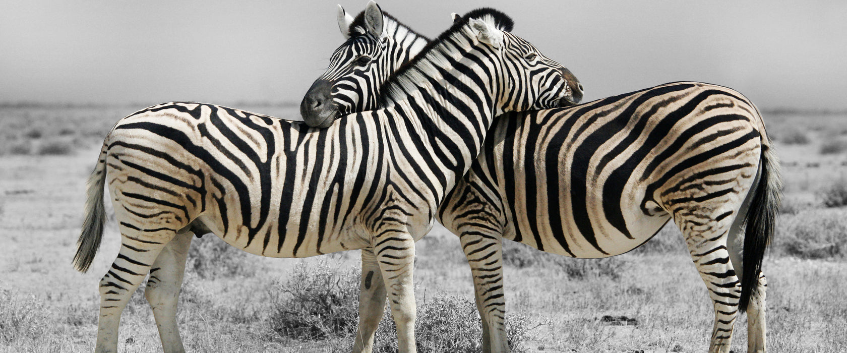 Zebras in der Savanne, Glasbild Panorama